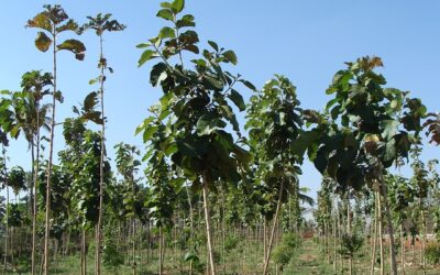 Kauf- und Dienstleistungsverträge: Kauf von Teakbäumen in Costa Rica über ein Schweizer Unternehmen