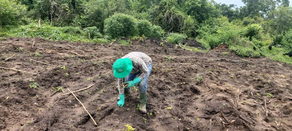 Nigeria Transformation der Landwirtschaft 